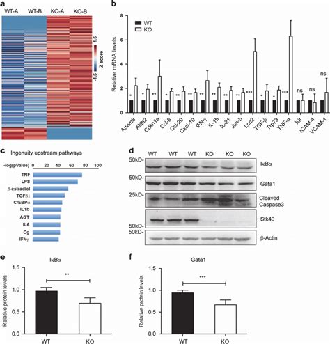 Stk40 Regulates Tnf α Signaling And Genes Involved In Erythropoiesis