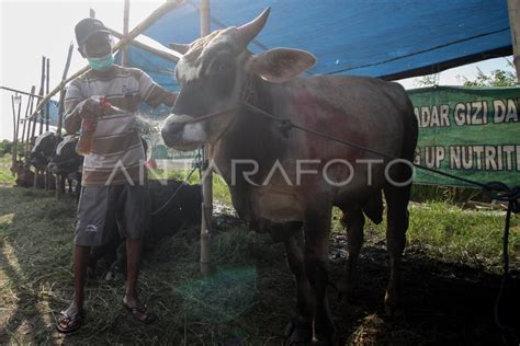 PROSEDUR PENJUALAN HEWAN KURBAN ANTARA Foto