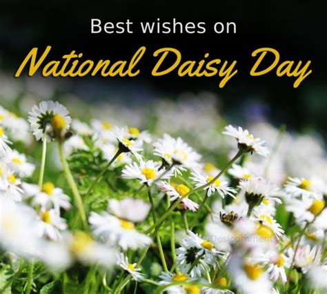 Best Wishes On National Daisy Day - DesiComments.com