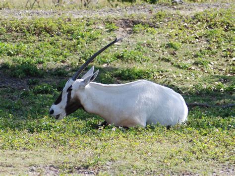 The Online Zoo - Arabian Oryx