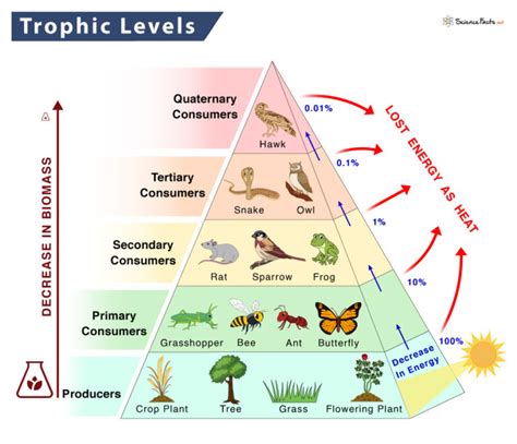 Trophic Level - Definition, Examples, and Diagram