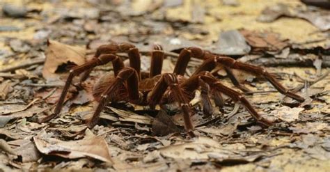 The 10 Biggest Spiders in the World - Are Any Dangerous? - A-Z Animals