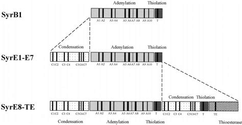 Schematic Representation Of The Organization Of The Nine Syr Modules Download Scientific