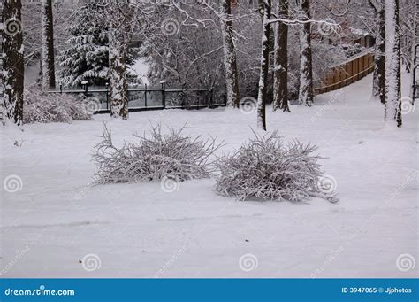 Arbustos Cubiertos En Nieve Imagen Imagen