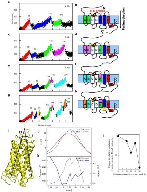 Simulation Of Unfolding Pathways Of Rhodopsin And Hydrophobicity Of The