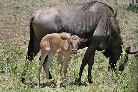 Wildebeest calf with mother