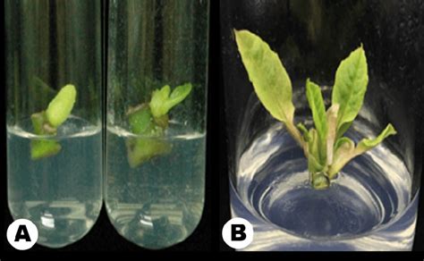 The Initiation Of Primary Shoots From Axillary Buds Of Magnolia