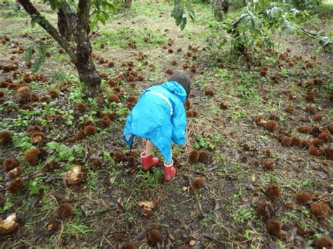 栗拾いは千葉県が人気｜千葉でおすすめの栗拾いスポットは？ ｜ トレンドインフォメーション