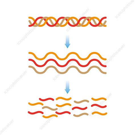 Collagen Structure Illustration Stock Image F042 7875 Science