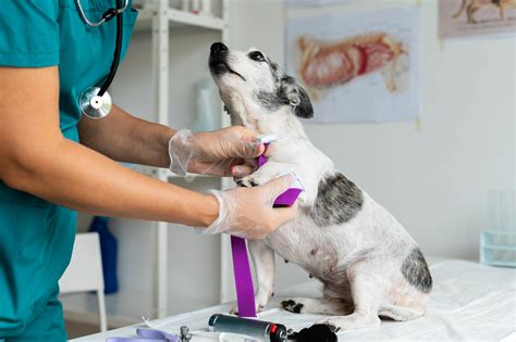 chylothorax in cats 2