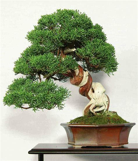 Juniper Bonsai Tree Juniper Bonsai Trees For Sale Buy Juniper Bonsai Tree Online