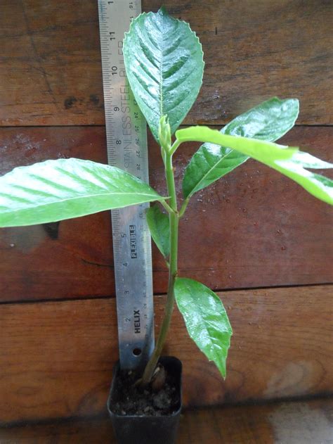 Breadnut tree seedling Brosimum alicastrum Maya nut. Easy to | Etsy