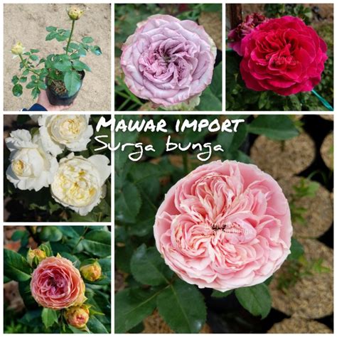 Jual Tanaman Bunga Mawar Import Merambat Wangi David Austin Rose Rosa