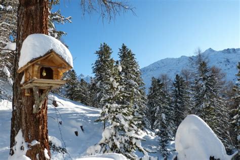 Gioved Marzo Escursione Con Le Ciaspole A Malga Lyfi Per