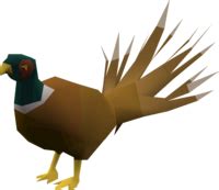 Pheasant - OSRS Wiki