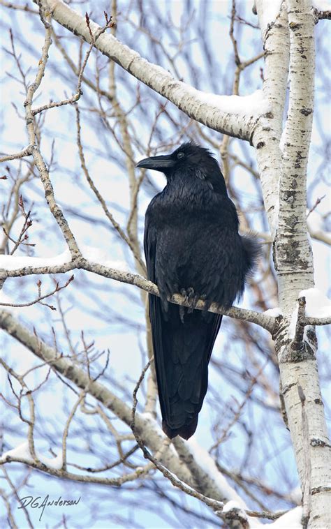 Corvid Appreciation Thread - Page 2