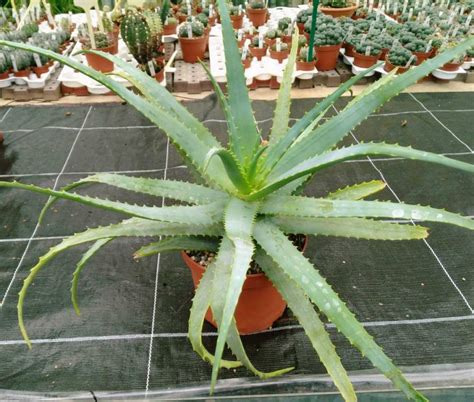 Laloe Arborescens E Le Tante Propriet Curative Di Questa Pianta