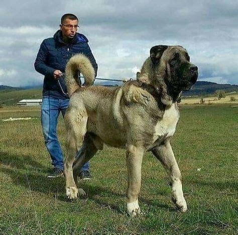 11 Kangal dog ideas in 2021 | kangal dog, anatolian shepherd dog, large ...