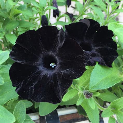 Everyone Is Planting Black Flowers In Their Gardens To Create Contrast