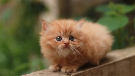 Ginger Colour Kitten Cat Youtube