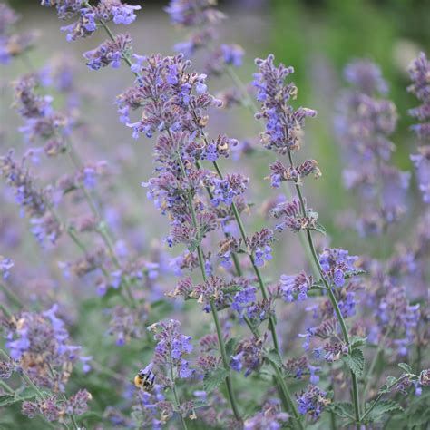 Nepeta Six Hills Giant Leafwise