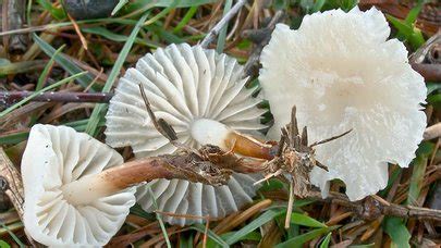 Marasmius Wynnei The Ultimate Mushroom Guide