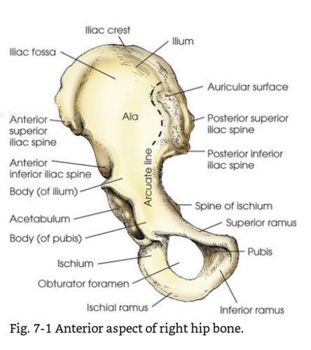 Chapter 7 Femur And Pelvis Flashcards Quizlet