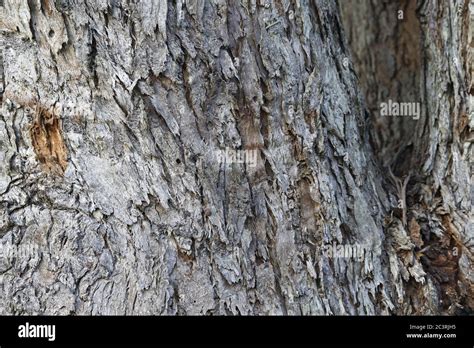 Textured Tree Bark Closeup Showing The Rough Fibrous Structure Stock