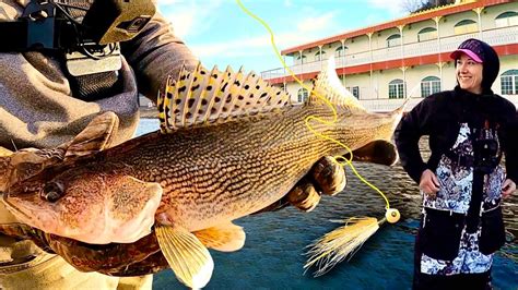 Feeding Hair Jigs To Mississippi River Walleye And Sauger Youtube