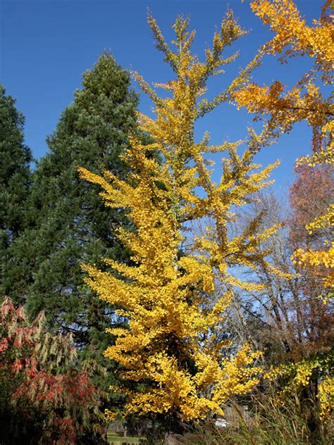 Princeton Sentry Ginkgo J Frank Schmidt Son Co