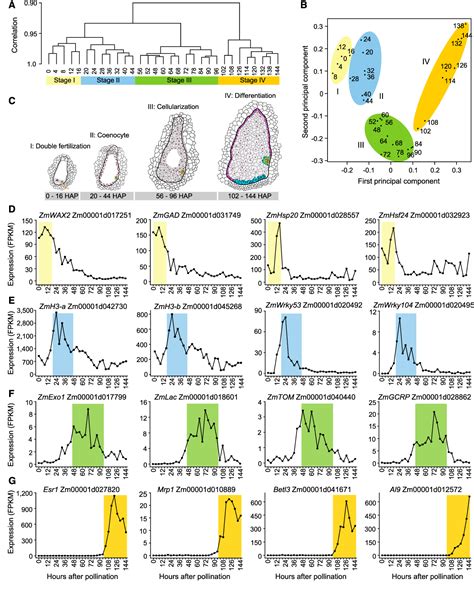 Figure 1 From High Temporal Resolution Transcriptome Landscape Of Early