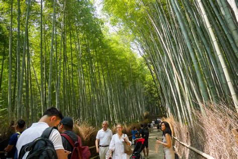 Bambusowy Las Arashiyama W Japonii DoWietnamu Pl