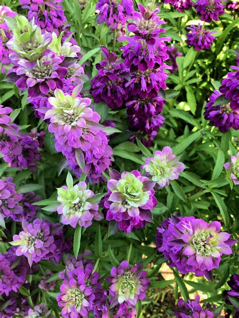 Monarda Lemon Bergamot Uprising Seeds