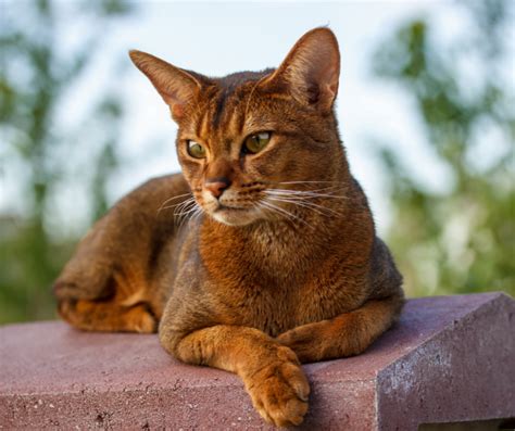 Abyssinian Cat Breed Characteristics Care And Health