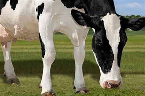 US Holstein cow sets new lifetime production record - Dairy Global