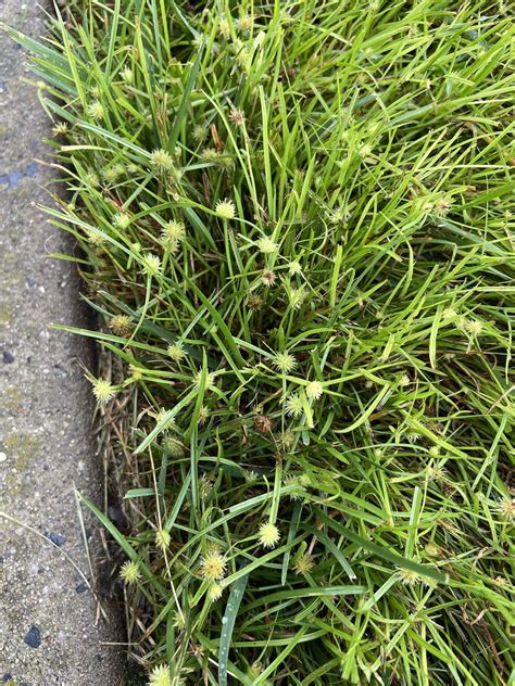 Can Anyone Help Me Identify These Spiky Weeds 6b Lawncare