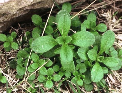 Mouseear Chickweed Weedalert