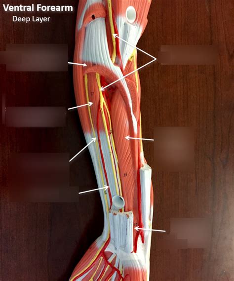 Ventral Forearm Deep Diagram Quizlet