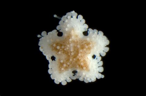 5 Fascinating Species of Starfish - AquaViews