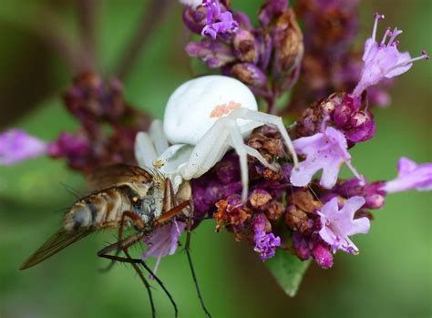 Veränderliche Krabbenspinne NGIDn1938432188 naturgucker de