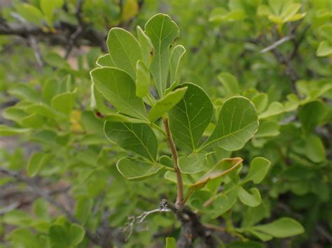 Roughleaf Currantrhus from Turksvygrivier Farm Dr Beyers Naudé