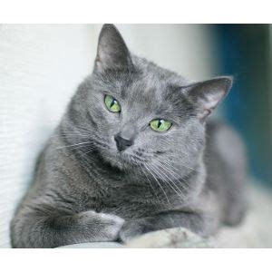 10 Best Russian Blue Cat Breeders in the United States! (2024 ...