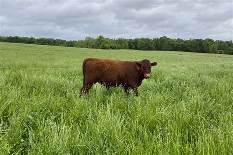 Registered Red Devon Bulls Upper Midwest Devon Exchange