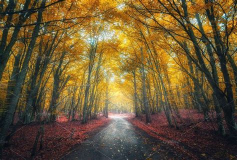 Amazing autumn forest in fog featuring forest, tree, and autumn ...