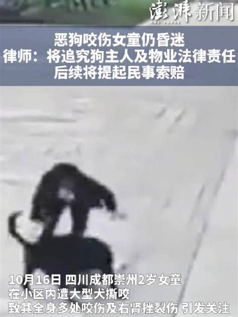 遭恶犬咬伤女童仍昏迷，律师：家属将追究狗主人及物业法律责任，后续将提起民事索赔新浪新闻