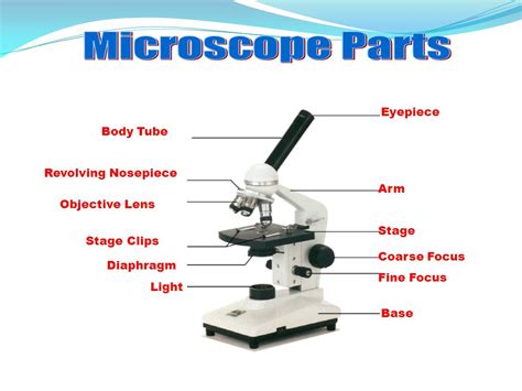 Microscope Diagram And Label