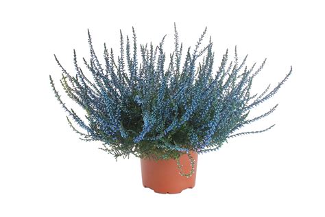 Knospenblüher Heide Calluna Gefärbt Topf Ø ca 11 cm kaufen bei OBI