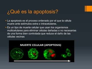 La Apoptosis PPT