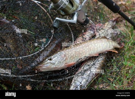 Freshwater Northern Pike Fish Know As Esox Lucius Lying On Landing Net