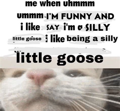 Me When Uhmmm Ummm Im Funny And Im A Silly Little Goose Silly Cats